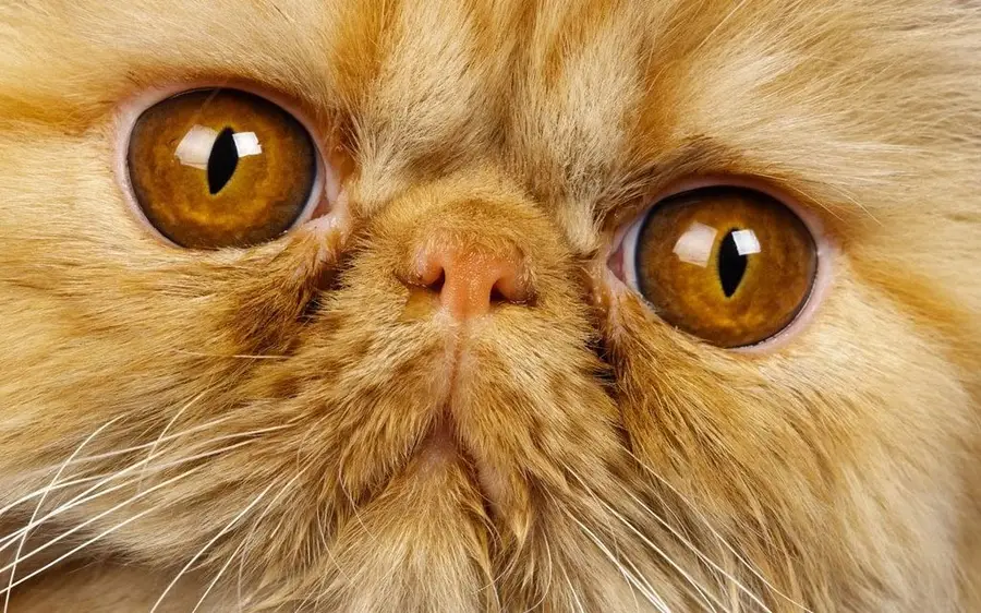 перс, персидская кошка