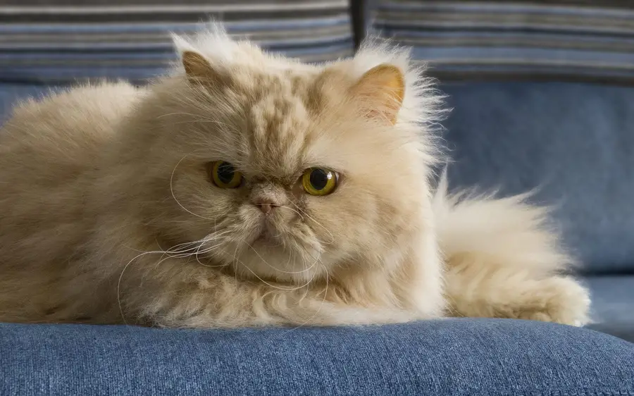 перс, персидская кошка