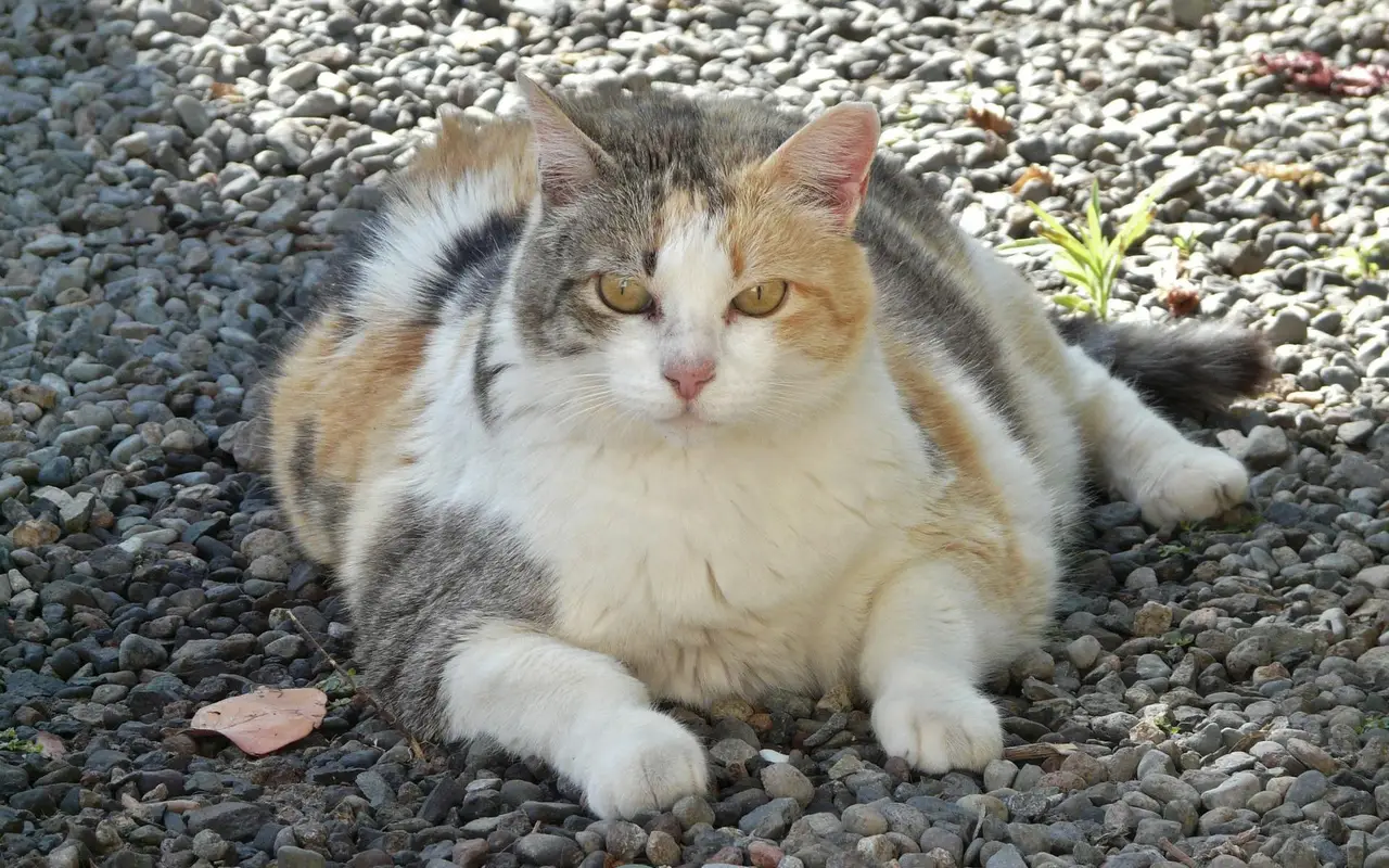 толстая кошка кошачьи болезни ожирение