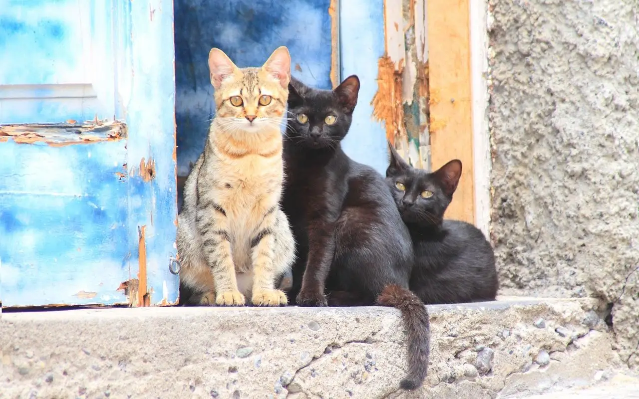 кошки группа