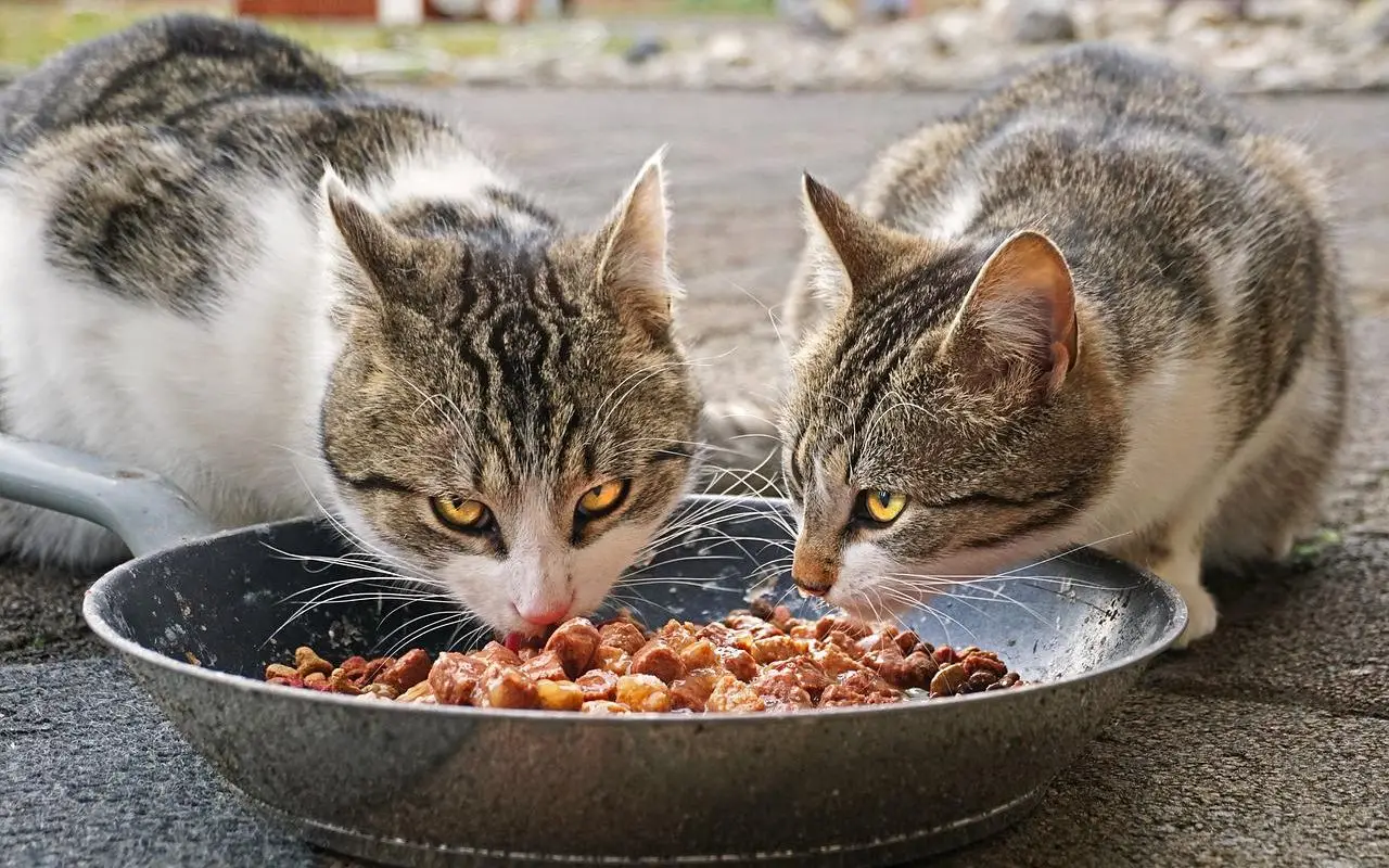 Кошка еда сухой корм